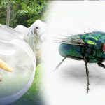 Alarma en Honduras: Gusano barrenador deja un muerto y 41 infectados Foto: Honduras reporta 41 casos de miasis en humanos /TN8