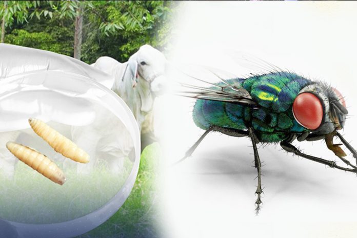 Foto: Honduras reporta 41 casos de miasis en humanos /TN8