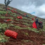 Nicaragua proyecta más de 111 mil quintales de papa en cosecha de mayo