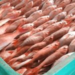 Pargos, atunes y curvina entre las especies más capturadas en monitoreo de INPESCA