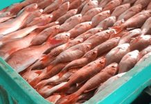 Pargos, atunes y curvina entre las especies más capturadas en monitoreo de INPESCA