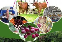 Plan Nacional de Producción: Nicaragua apuesta por la innovación agrícola Foto: Nicaragua apuesta por la innovación agrícola para beneficiar a familias emprendedoras /Cortesía
