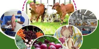 Foto: Nicaragua apuesta por la innovación agrícola para beneficiar a familias emprendedoras /Cortesía