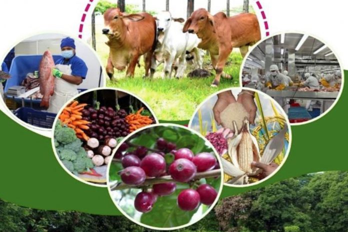 Foto: Nicaragua apuesta por la innovación agrícola para beneficiar a familias emprendedoras /Cortesía Foto: Nicaragua apuesta por la innovación agrícola para beneficiar a familias emprendedoras /Cortesía