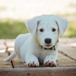 Indignación en México: extranjero rocía con ácido a dos perros (VIDEO) Foto: Lanza ácido a perros en México y queda registrado /Cortesía
