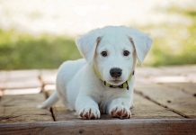 Foto: Lanza ácido a perros en México y queda registrado /Cortesía