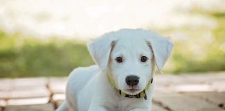 Foto: Lanza ácido a perros en México y queda registrado /Cortesía