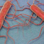 Foto: Al menos 10 personas se contagian de listeria /Cortesía