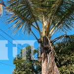 Joven muere tras recibir descarga eléctrica mientras podaba una palmera en Masaya Foto: Joven muere tras recibir descarga eléctrica mientras podaba una palmera en Masaya/TN8