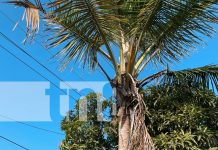 Joven muere tras recibir descarga eléctrica mientras podaba una palmera en Masaya Foto: Joven muere tras recibir descarga eléctrica mientras podaba una palmera en Masaya/TN8