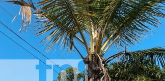 Foto: Joven muere tras recibir descarga eléctrica mientras podaba una palmera en Masaya/TN8