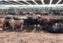 Producción de carne bovina en Nicaragua alcanza 133.4 millones de libras Foto: Producción de carne bovina en Nicaragua alcanza 133.4 millones de libras/Cortesía