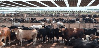 Foto: Producción de carne bovina en Nicaragua alcanza 133.4 millones de libras/Cortesía
