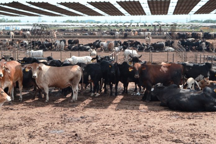 Foto: Producción de carne bovina en Nicaragua alcanza 133.4 millones de libras/Cortesía