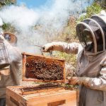 ¡Nicaragua y su apicultura! Un tesoro dulce que conquista el mundo