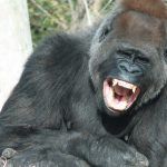 Ciencia pone en duda el meme viral: ¿100 hombres son suficientes para un gorila?