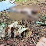 ¿Desnutrición o picadura de serpiente? Investigan muerte de anciano en Fruta de Pan Foto: Zona rural de Fruta de Pan, escenario de trágico hallazgo/TN8