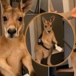 Foto: Canguro con boleto / Cortesía