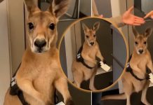 (VIDEO) Canguro con boleto en mano causa revuelo en aeropuerto australiano Foto: Canguro con boleto / Cortesía