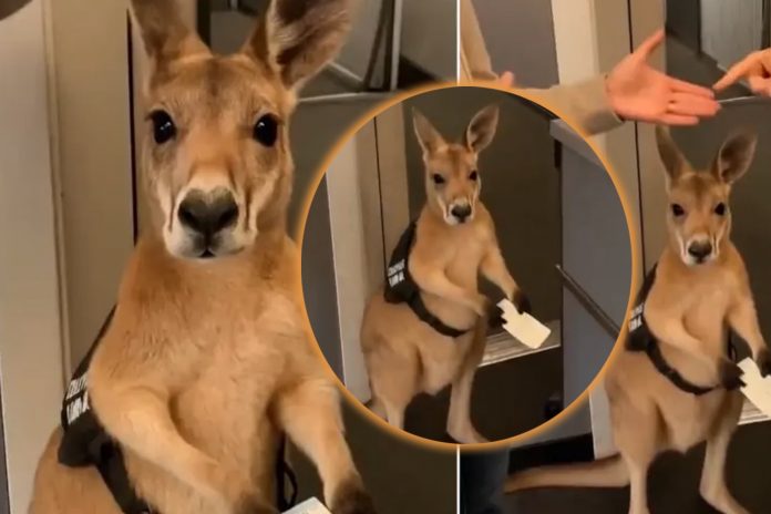 Foto: Canguro con boleto / Cortesía