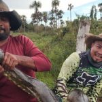 Anaconda de récord: campesinos de Colombia hallan ejemplar de más de 10 metros Foto: Anaconda de récord / Cortesía