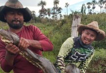 Anaconda de récord: campesinos de Colombia hallan ejemplar de más de 10 metros Foto: Anaconda de récord / Cortesía