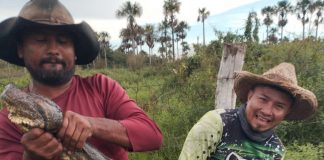 Foto: Anaconda de récord / Cortesía
