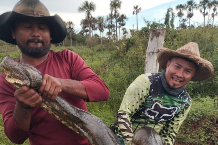 Foto: Anaconda de récord / Cortesía
