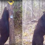 Precioso: Oso ‘baila’ junto a un árbol en una reserva natural rusa (VIDEO) Foto: Oso 'baila' junto a un árbol /Cortesía
