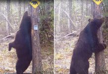Precioso: Oso ‘baila’ junto a un árbol en una reserva natural rusa (VIDEO) Foto: Oso 'baila' junto a un árbol /Cortesía