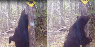 Foto: Oso 'baila' junto a un árbol /Cortesía