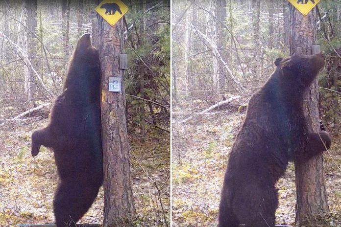 Foto: Oso 'baila' junto a un árbol /Cortesía