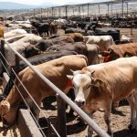 México y EE.UU. trazan ruta para reanudar exportación de ganado tras crisis sanitaria Foto: El veto al ganado de México en EE.UU./Cortesía