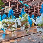 Producción bananera supera 1.5 millones de cajas entre enero y abril en Nicaragua