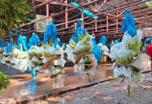 Producción bananera supera 1.5 millones de cajas entre enero y abril en Nicaragua
