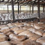 Export S.A. impulsa desarrollo sostenible con resina natural Foto: MARENA), realizó una visita de seguimiento a la empresa Export S.A./Cortesía