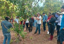 Capacitan a Más de 1,300 Jóvenes y Productores en Niquinohomo