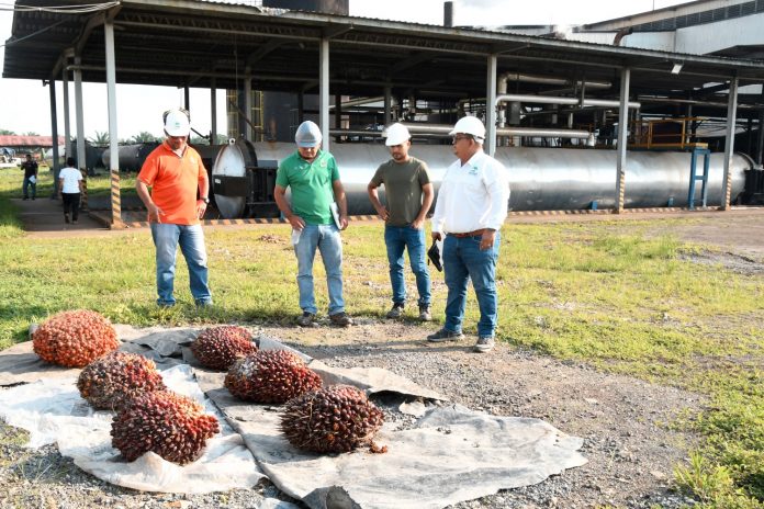 Foto: empresa Palmares del Castillo S.A. (PALCASA)/ Cortesía