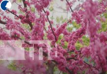 Floricultura en Nicaragua: Una actividad en auge que impulsa la economía nacional Foto: Floricultura en Nicaragua: Una actividad en auge que impulsa la economía nacional/TN8