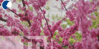 Foto: Floricultura en Nicaragua: Una actividad en auge que impulsa la economía nacional/TN8