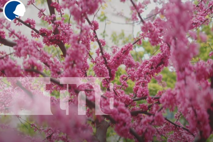 Foto: Floricultura en Nicaragua: Una actividad en auge que impulsa la economía nacional/TN8
