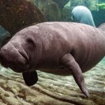 Crimen ambiental en Bilwi: matan y destazan a un manatí en playa La Bocana Foto: Manatí en el Caribe Norte de Nicaragua (referencia)