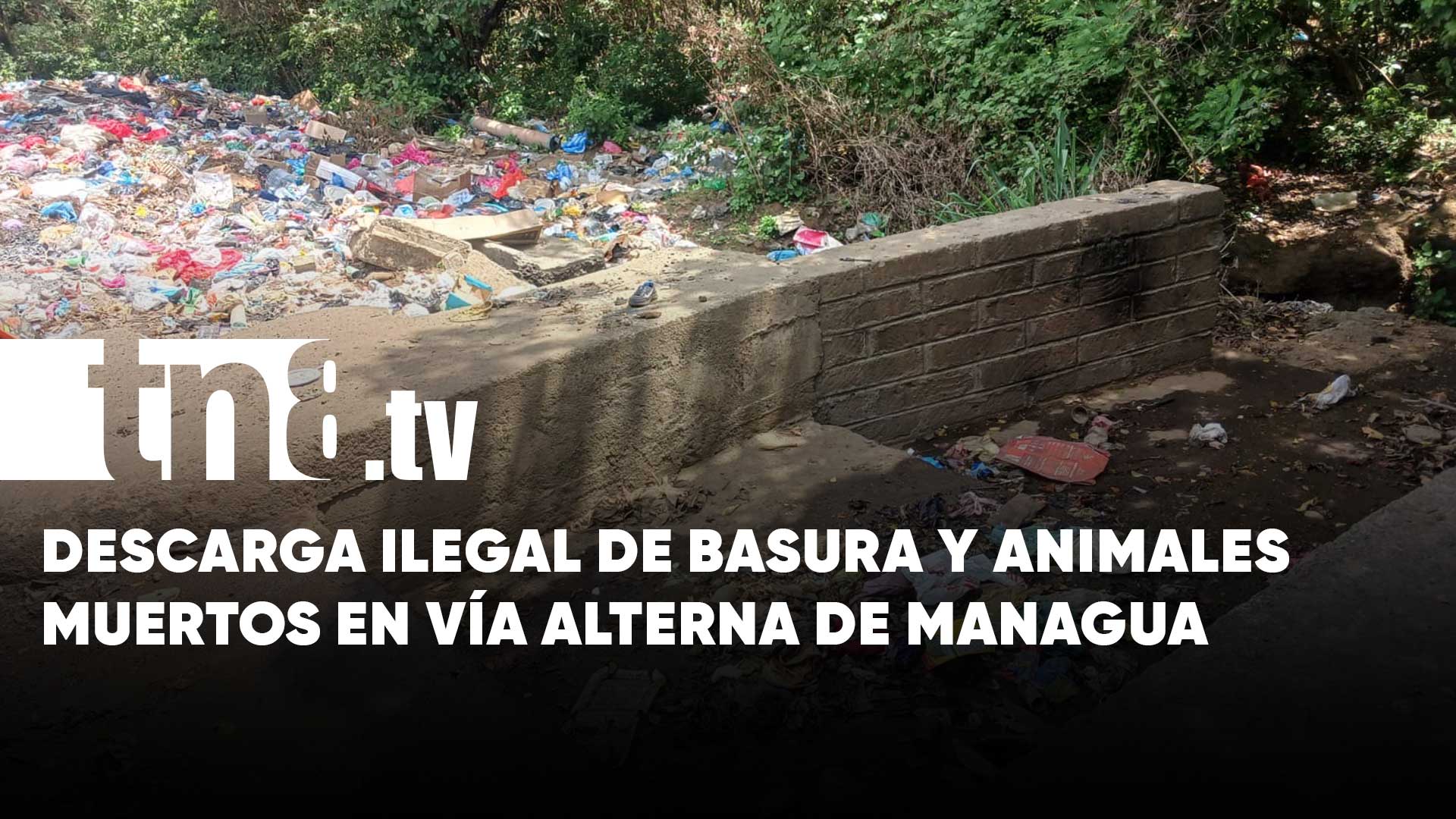 Denuncia en Managua: Descarga ilegal de basura y animales muertos en ...