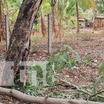 Foto: Hombre muere en Carazo al caerse de un árbol / TN8