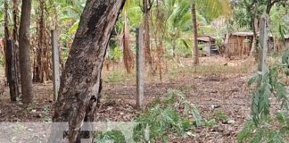 Foto: Hombre muere en Carazo al caerse de un árbol / TN8