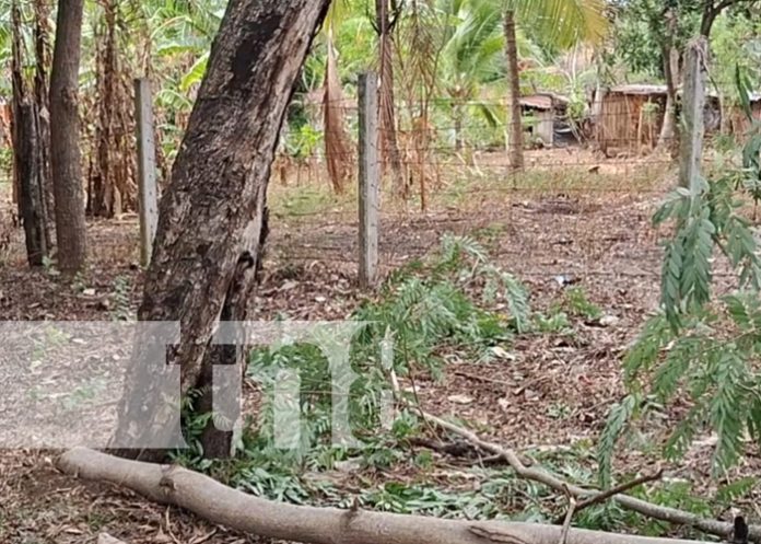 Foto: Hombre muere en Carazo al caerse de un árbol / TN8 Foto: Hombre muere en Carazo al caerse de un árbol / TN8