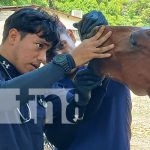 Caballos con atención de lujo: Rivas cuida a sus fieles de cuatro patas Foto: Salud equina para cocheros en Rivas / TN8