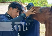 Foto: Salud equina para cocheros en Rivas / TN8
