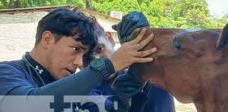 Foto: Salud equina para cocheros en Rivas / TN8