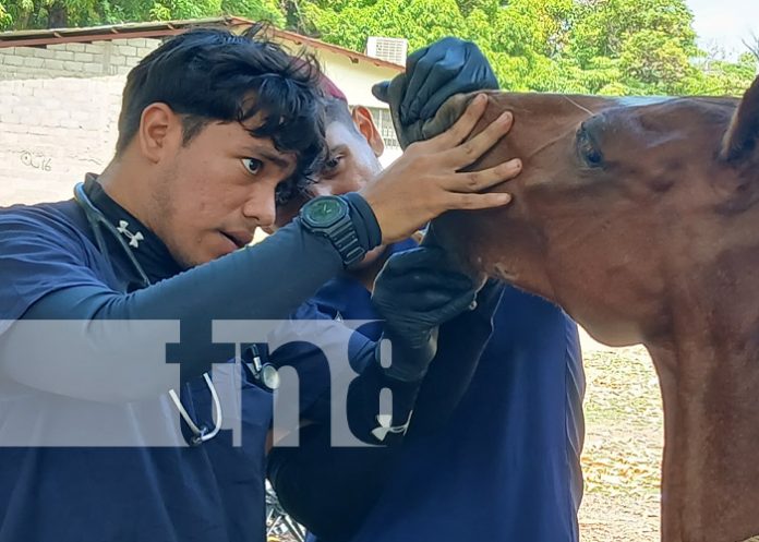 Foto: Salud equina para cocheros en Rivas / TN8 Foto: Salud equina para cocheros en Rivas / TN8